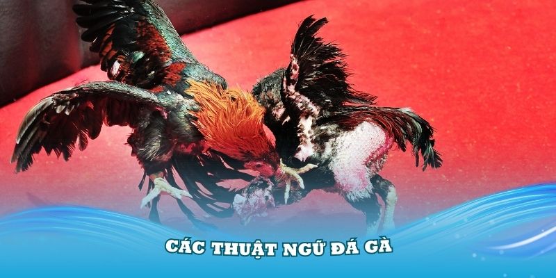 Các thuật ngữ đá gà khi nuôi dưỡng các chiến kê